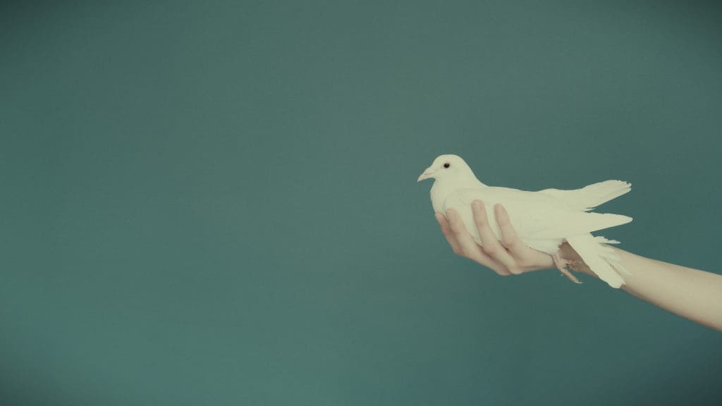 White Dove